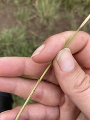 Eragrostis gummiflua