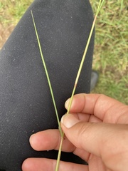 Eragrostis gummiflua