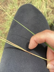 Eragrostis gummiflua