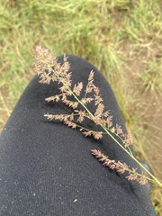 Eragrostis gummiflua