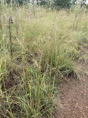 Eragrostis gummiflua