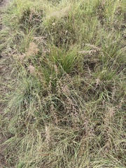 Eragrostis gummiflua