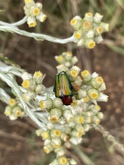 Leucocelis