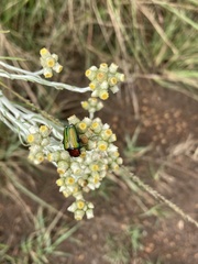 Leucocelis