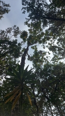 Euphorbia mellifera