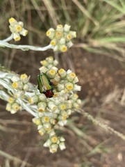 Leucocelis
