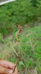 Sphinx morio arestus