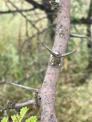 Vachellia nilotica