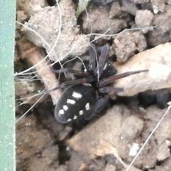 Nurscia albomaculata