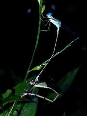 Argia oculata