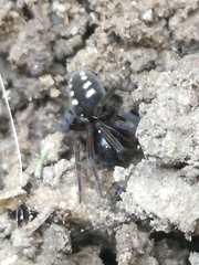 Nurscia albomaculata