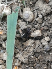 Nurscia albomaculata