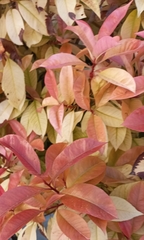 Excoecaria cochinchinensis