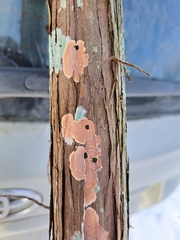 Peniophora junipericola