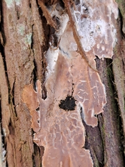 Peniophora junipericola