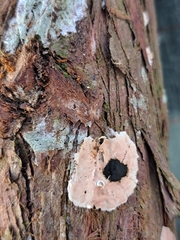 Peniophora junipericola