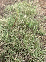 Eragrostis racemosa
