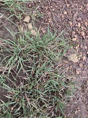Eragrostis racemosa