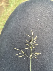 Eragrostis racemosa