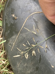 Eragrostis racemosa