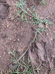 Tragus berteronianus