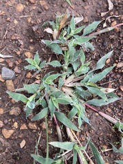 Tragus berteronianus