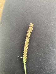 Tragus berteronianus