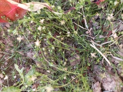 Sagina micropetala