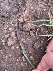 Tragus berteronianus