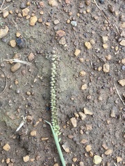 Tragus berteronianus