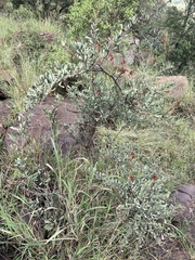 Gymnosporia glaucophylla