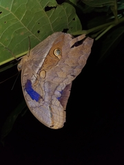 Eryphanis automedon