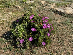 Lampranthus aduncus