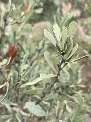 Gymnosporia glaucophylla