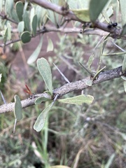 Gymnosporia glaucophylla