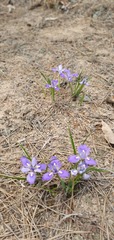 Iris rossii
