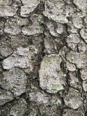 Arthothelium scandinavicum