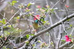 Aethopyga christinae