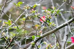 Aethopyga christinae