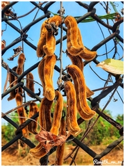 Mucuna pruriens