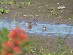 Calidris fuscicollis