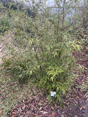 Phyllostachys nigra