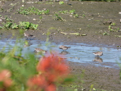 Calidris fuscicollis
