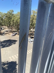 Tenodera australasiae