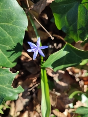 Scilla bifolia
