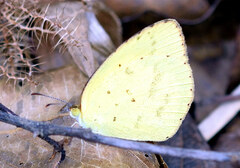 Eurema brigitta