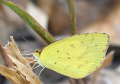 Eurema brigitta