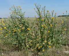 Centaurea chartolepis