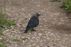 Corvus monedula
