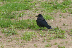 Corvus frugilegus
